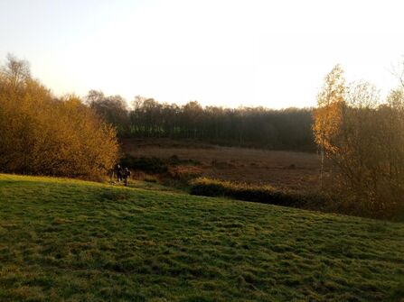 View of Gorse Covert Mounds