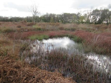 View of Holcroft Moss