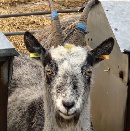 Close up of a grey and white goat's face
