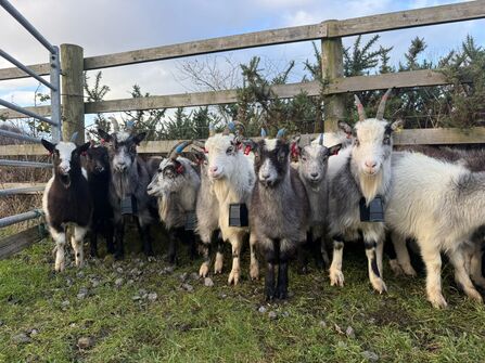 A group of black, white and grey Cheviot goats