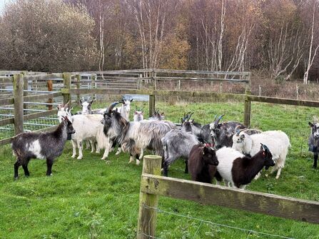 Black, grey and white goats, some with large curved horns
