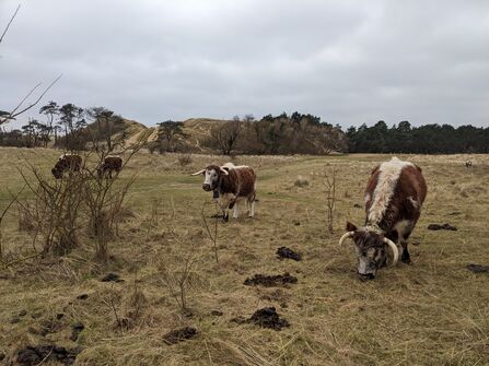 Four brown and white cows in front of sand dunes