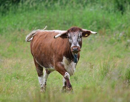 Brown and white longhorn cow