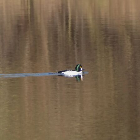 A Goldeneye duck swimming on the water at Brockholes Nature Reserve 