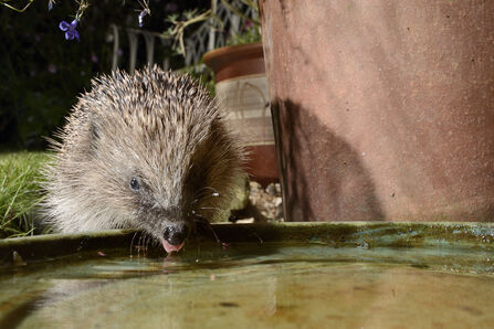 Hedgehog drinks - Nick Upton