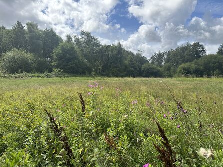 Meadow at Mere Sands Wood