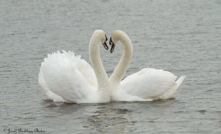 Two swans on the water at Middleton Nature Reserve Credit Janet Packham