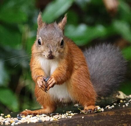 Red squirrel with a scatter of nuts and seeds