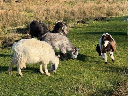 5 black, white and grey goats