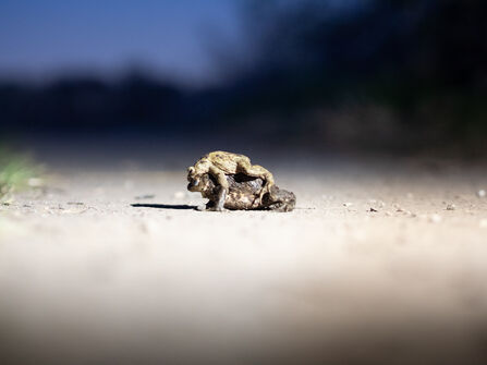 Toads mating at Lunt Meadows - February 26 photo competition winner