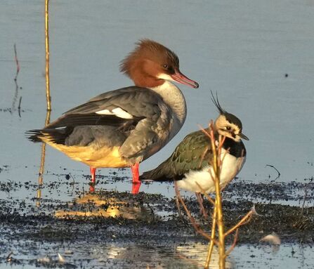 A goosander and lapwing at Lunt Meadows Credit Kevin Hall