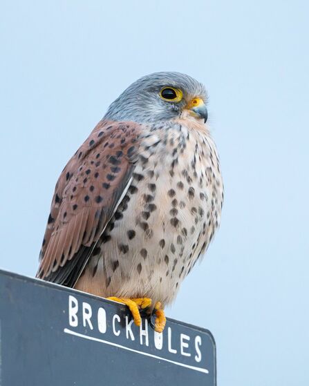 A kestrel perched on top of a Brockholes sign