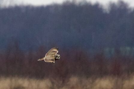 Short-eared owl in flight looking at the camera at Little Woolden Moss Credit Ben Secker
