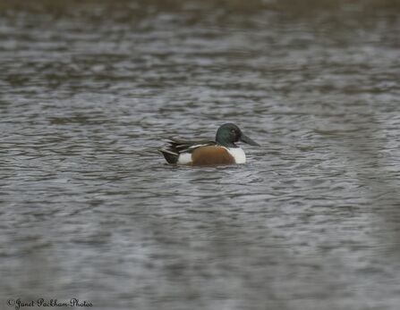 Shoveler duck on the water at Middleton Nature Reserve Credit Janet Packham