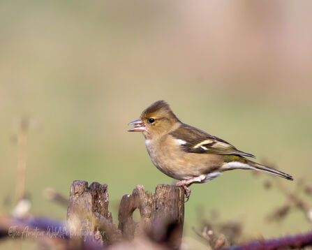 A chaffinch perched with a snack - Annabel Cookson - Brockholes - March 2026 photo competition runner up 