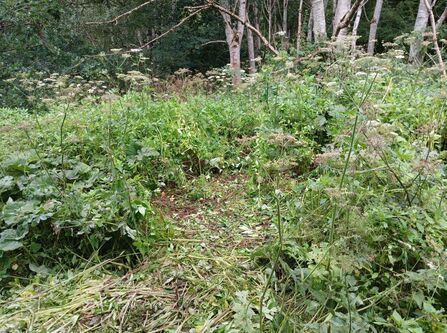 Area of cleared balsam at Kenworthy Woods