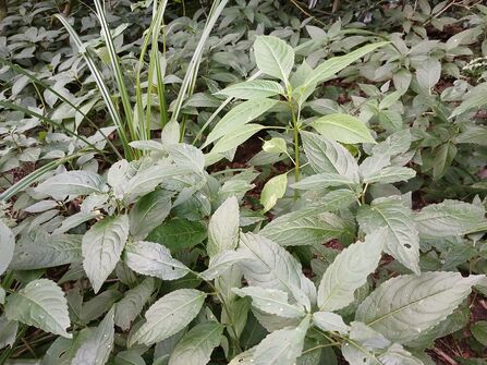 Balsam and dog's mercury by Cris Jackson