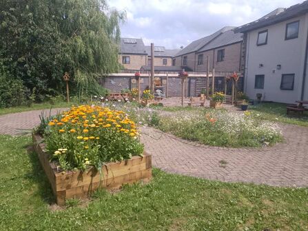 Chai Centre wildflower meadow