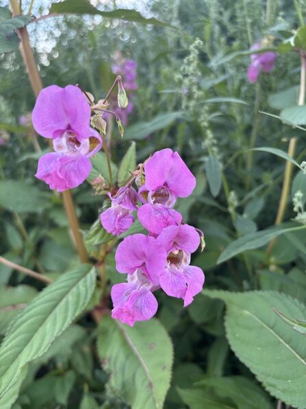 Close up of flower by Lydia German