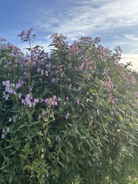 Cluster of balsam by Lydia German