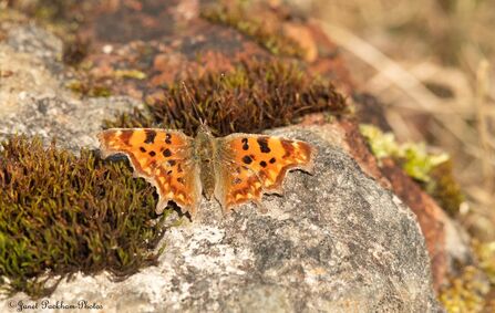 Comma butterfly at Middleton Credit Janet Packham