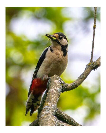 Great spotted woodpecker on a branch at Brockholes Credit Steve Brayne Photography 