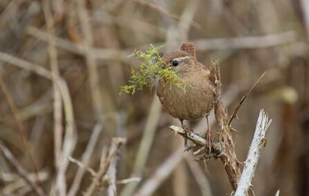 Nest Building Wren at Brockholes - March Photo Competition Winner 2026
