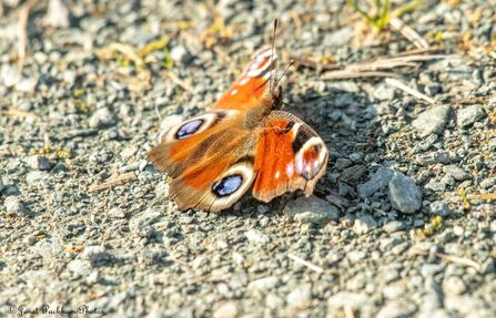 A peacock butterfly resting with its wings out in the sun