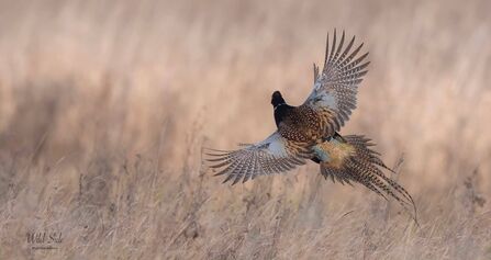 Pheasant at Lunt Meadows Credit Wild Side Photography