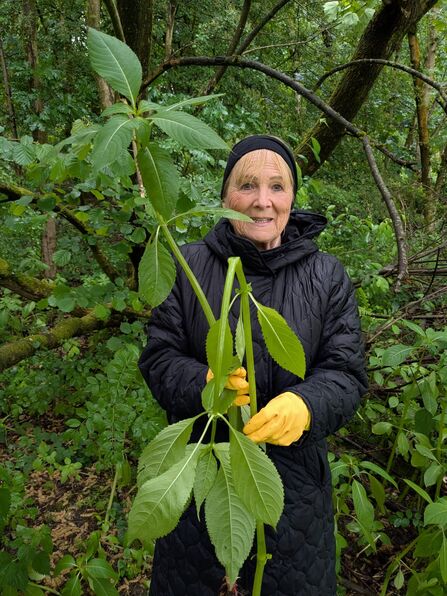 Snapping balsam by Kathryn Taylor