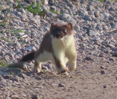 Stoat at Chat Moss Credit Kevin Irlam