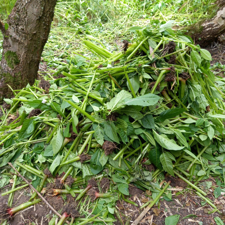 Pile of Himalayan balsam