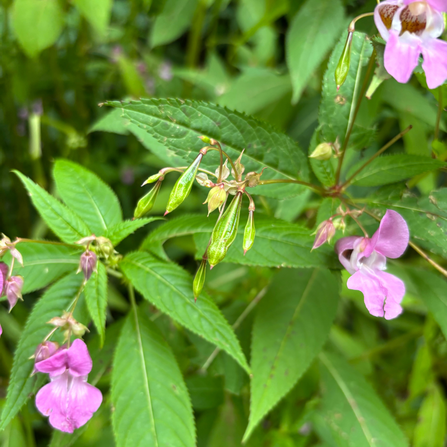 Closeup photo of seed pods