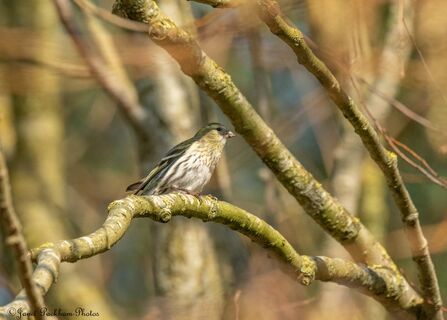 Siskin at Heysham Credit Janet Packham