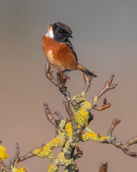 Stonechat at Lunt Meadows Credit Wild Side Photography 
