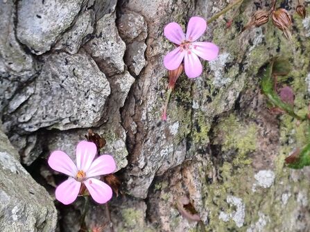 Pink flowers of the plant herb-robert growing by a stone wall