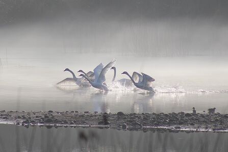 A group of swans coming in to land on a lake at Brockholes, surrounded by mist