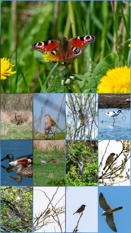 Lunt meadows wildlife sightings photo collage Credit Dave Edwards 