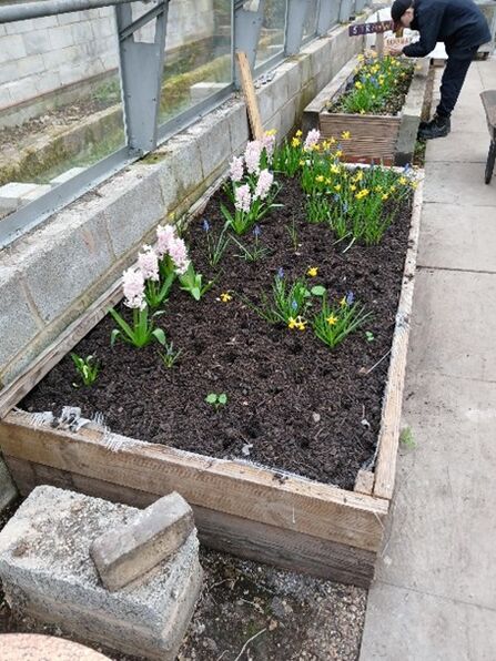 Beds at the Greenhouse