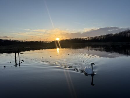 A lone swan on the lake at Brockholes with the sun setting behind it