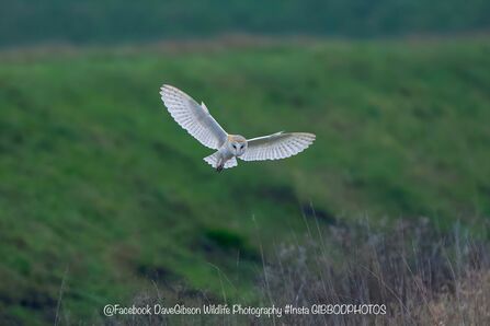 Barn owl in flight at Lunt Meadows Credit Dave Gibson