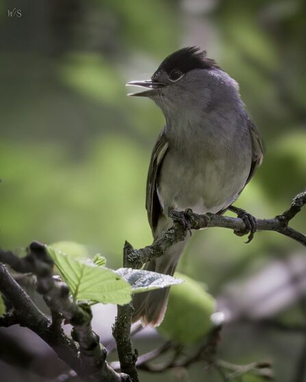 Blackcap Credit Steve Brayne photography