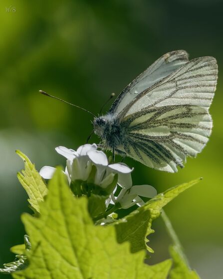 Green-veined butterfly resting on a green leaf at Mere Sands Wood Credit swaynephotography