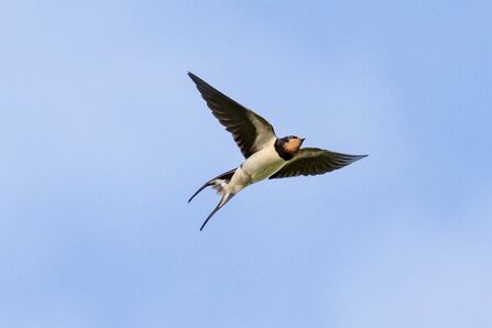 Swallow in flight in a clear blue sky Credit Craig Smith