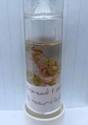 A jar of sundews