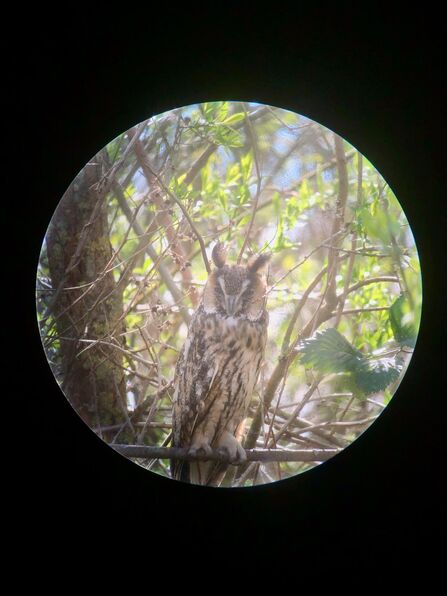 Long-eared owl Credit Nick Jordan