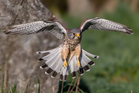 Kestrel in flight at Brockholes credit Craig Smith