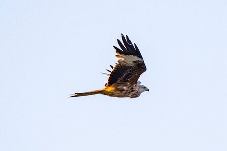 Red Kite in flight against the sky at Brockholes Credit Craig Smith