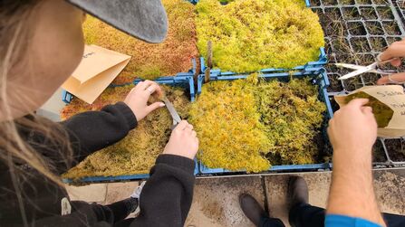 People harvesting sphagnum moss