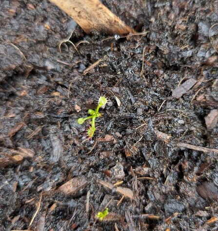 A sundew growing in some compost